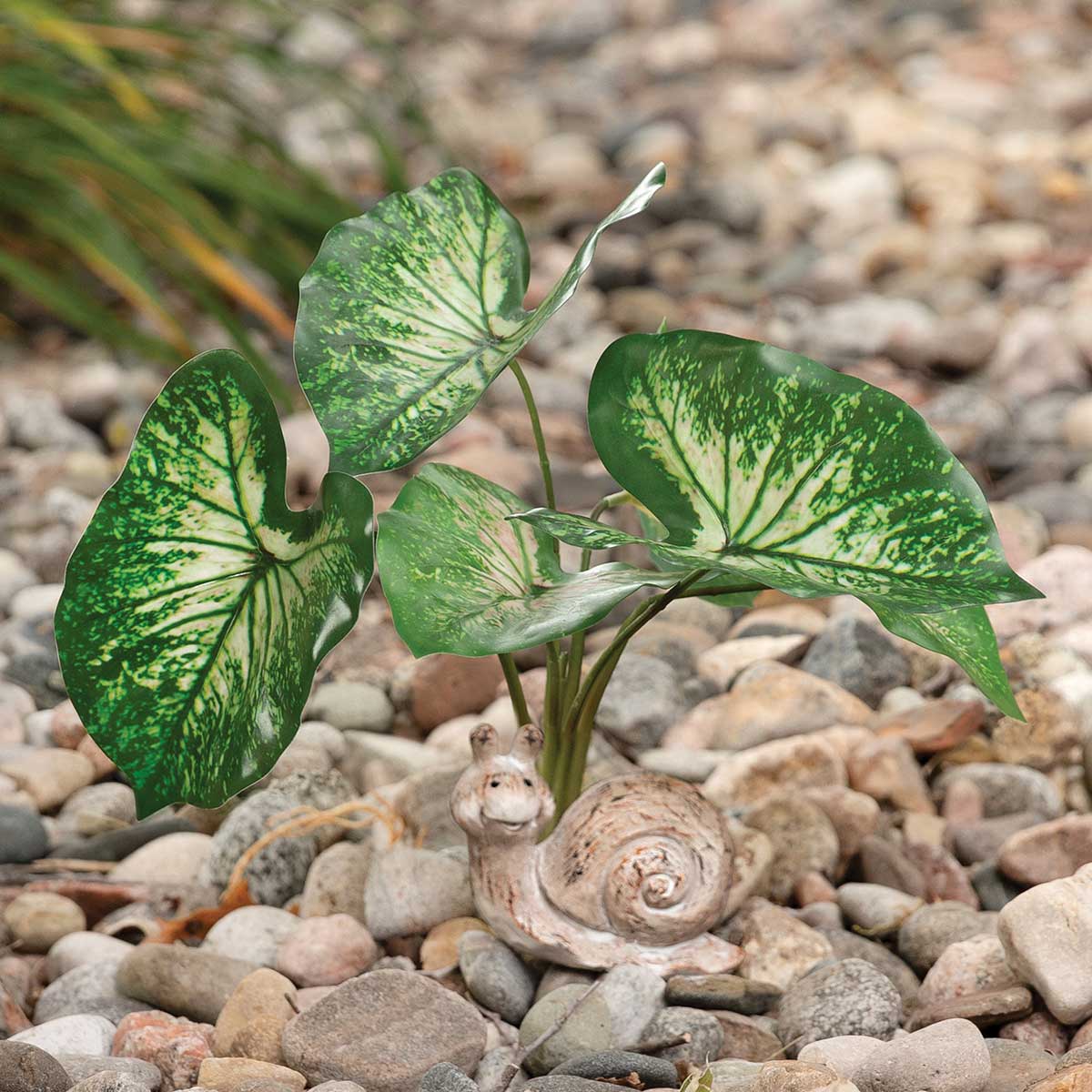 b50 BUSH CALADIUM WITH ROOTS 13IN X 11IN GREEN/CREAM - Click Image to Close