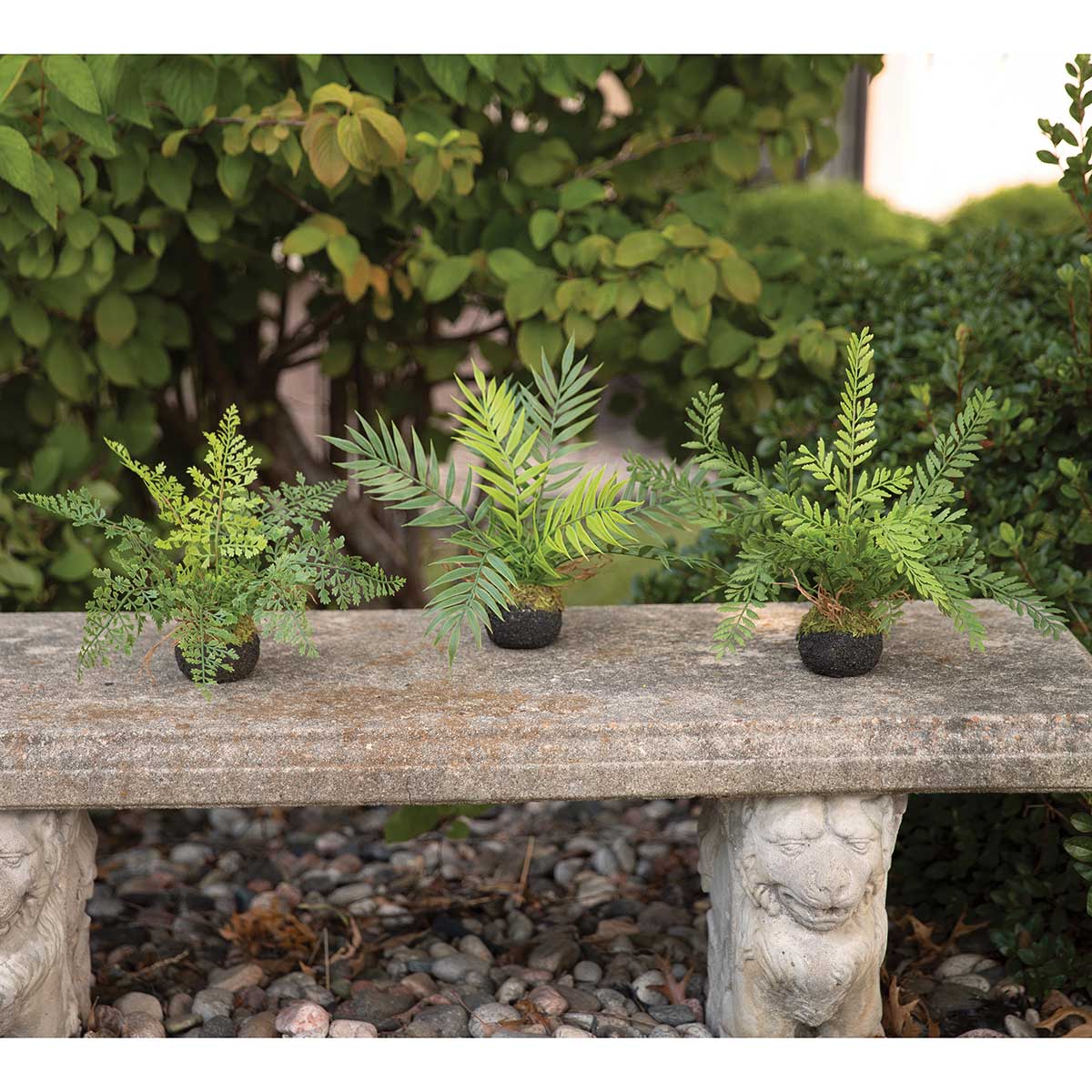 FERN PATIO ON DIRT WITH ROOTS 15IN X 11IN GREEN