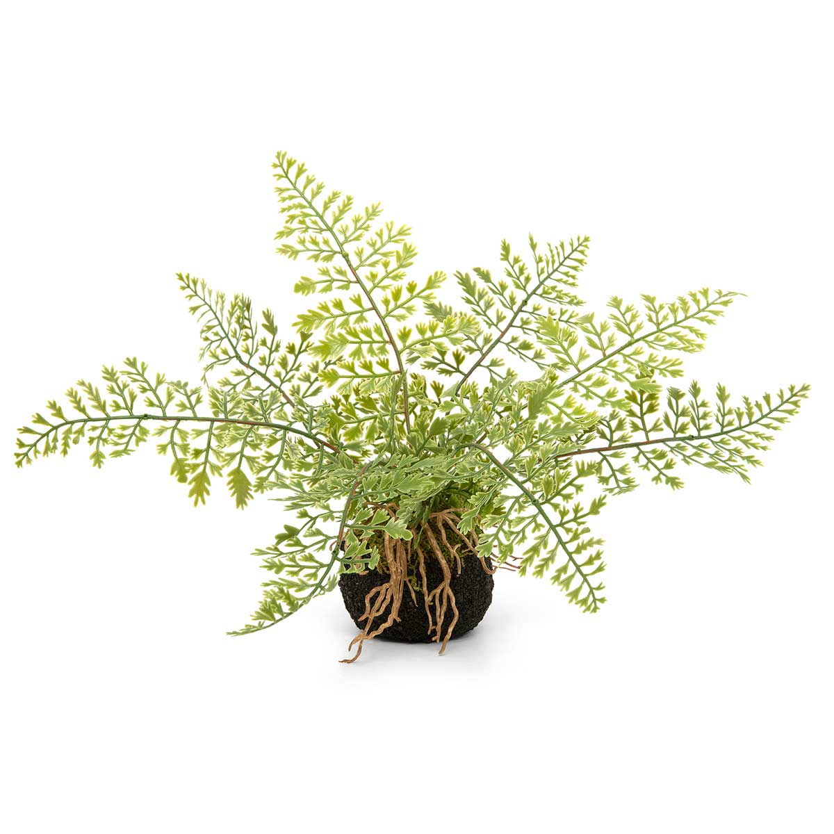 FERN MAIDENHAIR ON DIRT WITH ROOT 15IN X 10IN GREEN