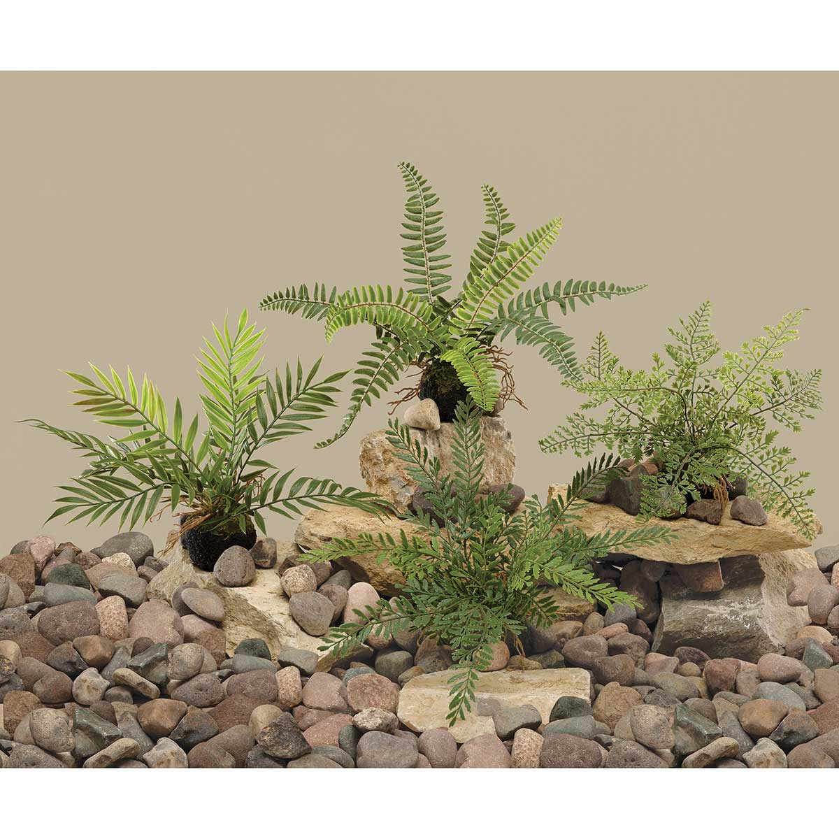 FERN BOSTON ON DIRT WITH ROOTS 17IN X 11IN GREEN