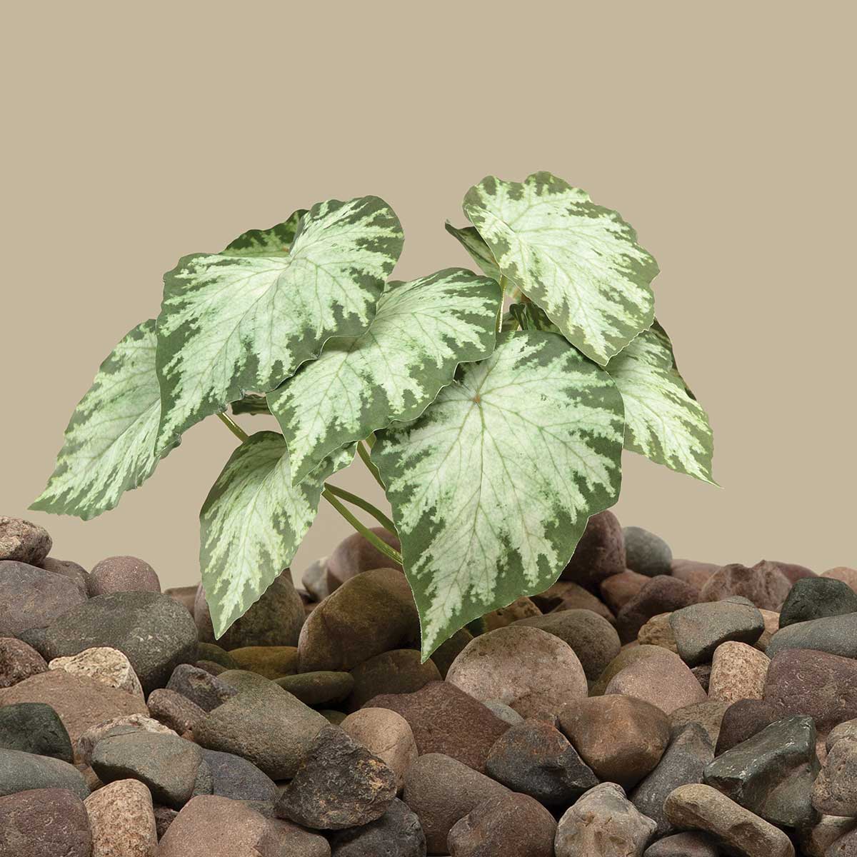BUSH CALADIUM FLOCKED 10IN X 10IN GREEN/WHITE - Click Image to Close