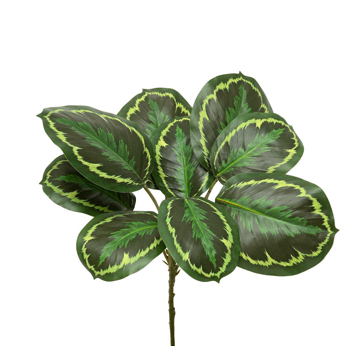 PLANT CALATHEA PEACOCK GREEN 14IN X 17IN - Click Image to Close
