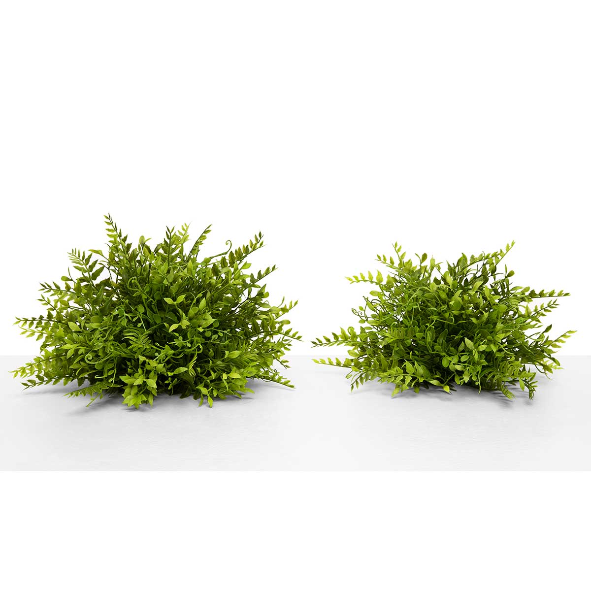 DOME MINI PRIVET AND FERN LARGE 10IN X 7IN