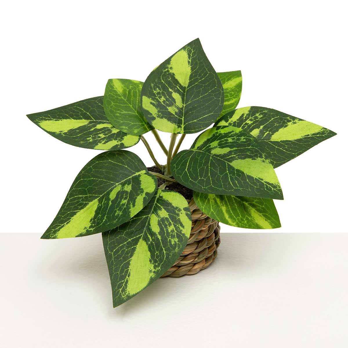 VARIEGATED POTHOS IN BASKET 6IN X 3.75IN (2IN X 2IN POT) - Click Image to Close