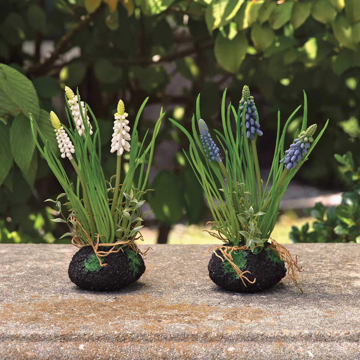 BLUE GRAPE HYACINTH WITH 4IN X 8IN (2IN HEAD)
